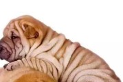 老年京巴犬为什么容易便秘？（探究老年京巴犬便秘的原因及预防方法）