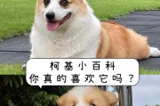 柯基犬的价格下降，为何饲养人数稀少？（探究柯基犬饲养率低的原因及其影响）