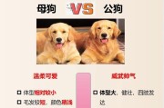 公狗与母狗的避孕方法措施（保护宠物健康，正确进行避孕措施）