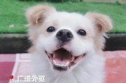 宠物狗犬饲养（从营养、健康到家庭安全，驱虫不可少）