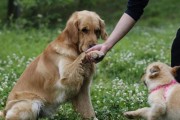 如何饲养健康快乐的金毛幼犬（掌握这些技巧，让你的宠物成为最棒的小伙伴）