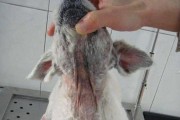 老年腊肠犬常见疾病及预防措施（老年腊肠犬容易患哪些疾病？如何预防？）
