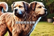 科学饲养，让狗狗身体强壮（营养全面，关键是均衡饮食）