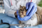 宠物输血需要注意哪些？宠物输血后饮食营养该怎么补？
