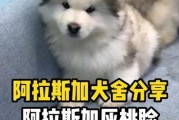 西安有专业的阿拉斯加犬舍吗？（探访西安当地阿拉斯加犬舍，了解犬只健康和训练情况。）