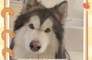 狗狗呕吐黄水的原因和处理方法（宠物狗为何会呕吐黄水？如何正确应对？）