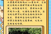 海龟的食物来源和饮食习性（探索海龟的饮食习惯和健康饲养方法）