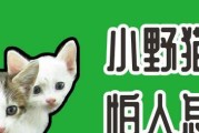 野猫为什么害怕人类？（探索野猫胆小的原因及应对方法）