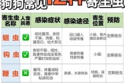 狗狗驱虫的重要性及最佳周期（为了爱宠的健康，你需要知道的一切）