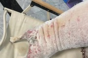 法斗易患皮肤病的原因及防治措施（探究法斗容易患哪些皮肤病，为您提供预防与治疗建议）