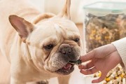 怀孕的狗狗能吃什么食物？（为你的母狗提供健康的饮食和营养）