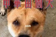 三个月土狗的主食需求（了解适合三个月土狗的饮食要求）