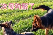 繁殖狗的必要性与责任（繁殖狗——了解和承担背后的重任）