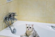 揭秘猫咪为何爱趴睡（探寻猫咪趴睡的原因与习性）