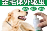 金毛犬身上长跳蚤怎么办？（应对宠物身上跳蚤的方法及预防措施）