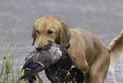 如何影响犬训练的因素主要由宠物主人决定（宠物主人对犬训练的关键影响因素分析）