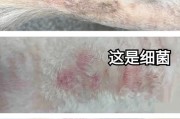 狗狗皮肤病（宠物健康的关键-留意你的狗狗的皮肤状况）