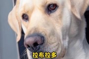 狗狗为何对着主人叫？（探究狗狗对主人叫的原因与意义）