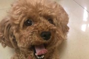 泰迪犬毛发的丰富多彩（探秘泰迪犬毛发的色彩之美）