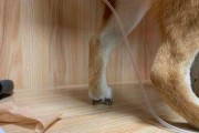 治疗柴犬腹泻的方法与注意事项（宠物护理）