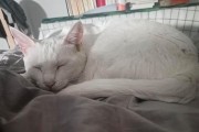 猫瘟的危害及预防措施（哪些猫容易感染猫瘟？）