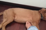 狗狗为什么喜欢用后腿挠肚子？（揭开狗狗后腿挠肚子的奥秘）