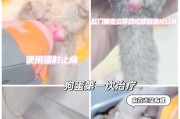 狗狗肛门腺清理的重要性（定期清理可避免狗狗不适和感染）