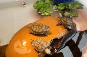 不同的龟饲养方式不同？掌握这4类龟的饲养秘诀，90%的龟都可以驾驭