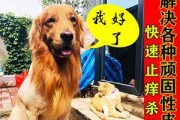 宠物狗狗皮肤溃烂该怎么治疗？（以狗狗皮肤烂了化脓用什么药好？——详细解读宠物用药常识）