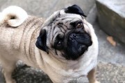 狗狗临终前的五个行为，彰显对生命的珍惜（探寻狗狗临终前的行为迹象，与其共度珍贵时光）