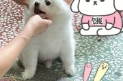 4个月大的博美犬适合的食物有哪些？（博美犬的饮食需求及注意事项）