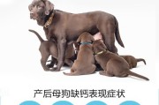 狗不怀孕需要注意的饮食（科学合理的饮食习惯对狗的不孕症状有重要影响）