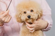 泰迪狗的活动乐趣（探索泰迪狗亲子活动的魅力）