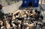 犬瘟热的传播与预防（了解犬瘟热传播途径，守护宠物健康）