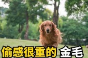 金毛犬的饮食禁忌（保护您的金毛宝贝，远离这些食物）