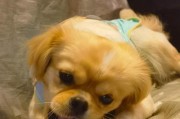 探究狗狗流泪的原因（狗狗流泪的症状及解决方法）