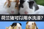 荷兰猪的寿命与护理需知（探究荷兰猪的寿命及如何为其提供适当的护理）
