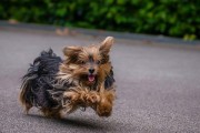 澳大利亚梗的饲养指南（了解如何照顾这个忠诚、活泼和聪明的狗种）