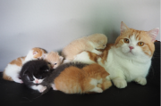 猫狗第一次当妈妈该补充哪些营养？