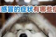 小狗感冒了，症状及应对方法详解（宠物狗感冒的症状、预防与治疗方法一览）