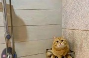 猫粘人行为揭示了动物的情感需求（以猫粘人行为解读宠物与人类之间的互动）