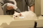 如何给宠物猫洗澡？（小猫的洗澡步骤详解）