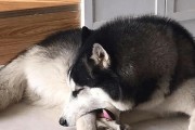 狗狗为何喜欢舔爪子？（探索狗狗舔爪子的原因和意义）