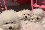 以比熊孕期多久奶头出现（比熊孕期奶头发育时间及影响因素）
