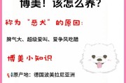 如何正确给博美洗澡（博美洗澡的频率和注意事项）