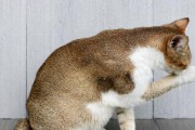 为什么猫爱用爪子洗脸？（探索猫咪洁面习惯的原因及意义）