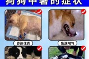 狗狗中暑的原因和预防方法（哪些狗狗容易中暑？狗狗中暑的症状与应对措施）