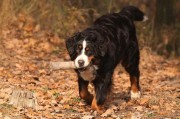 如何正确饲养巴伐利亚山地犬（从饮食、运动到训练，打造健康快乐的宠物生活）