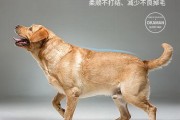 如何正确喂养拉布拉多幼犬？（选择适合的狗粮，建立健康的饮食习惯）