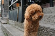 泰迪狗毛不卷怎么办？纯种的泰迪犬毛发一定是卷曲的吗？